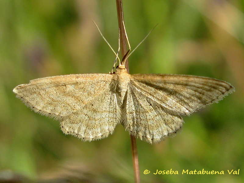 Idaea macilentaria? Idaea cfr. ochrata - Geometridae